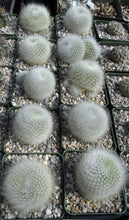 Load image into Gallery viewer, Rebutia albipilosa