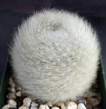 Load image into Gallery viewer, Rebutia albipilosa