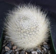 Load image into Gallery viewer, Rebutia albipilosa