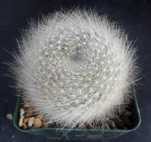 Load image into Gallery viewer, Rebutia albipilosa