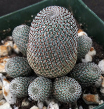 Load image into Gallery viewer, Rebutia heliosa
