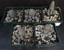 Load image into Gallery viewer, Rebutia heliosa