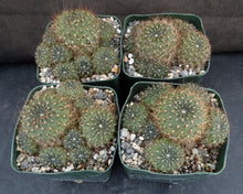 Load image into Gallery viewer, Rebutia vulpina *Big Clumps!*