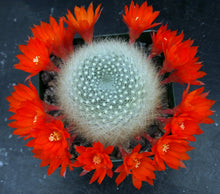 Load image into Gallery viewer, Rebutia albipilosa