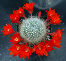Load image into Gallery viewer, Rebutia albipilosa