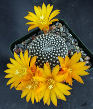 Load image into Gallery viewer, Rebutia krainziana Yellow Flower Form