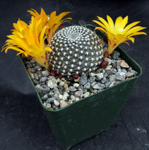 Load image into Gallery viewer, Rebutia krainziana Yellow Flower Form