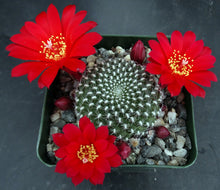 Load image into Gallery viewer, Rebutia krainziana