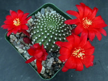 Load image into Gallery viewer, Rebutia krainziana