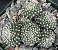 Load image into Gallery viewer, Rebutia krainziana *Clumping Plants*
