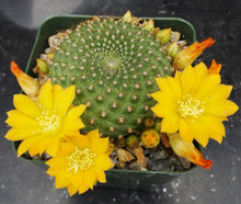 Load image into Gallery viewer, Rebutia marsoneri