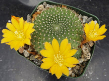 Load image into Gallery viewer, Rebutia marsoneri