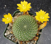 Load image into Gallery viewer, Rebutia marsoneri