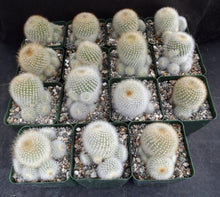 Load image into Gallery viewer, Rebutia muscula