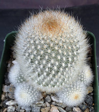 Load image into Gallery viewer, Rebutia muscula