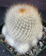 Load image into Gallery viewer, Rebutia muscula