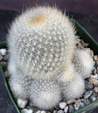 Load image into Gallery viewer, Rebutia muscula