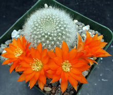 Load image into Gallery viewer, Rebutia muscula