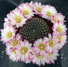 Load image into Gallery viewer, Rebutia narvaecensis *Clumping Plants*