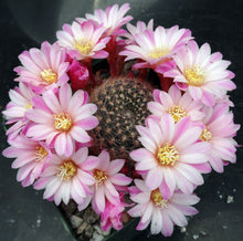Load image into Gallery viewer, Rebutia narvaecensis *Clumping Plants*