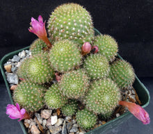 Load image into Gallery viewer, Rebutia perplexa *Big Clumps!*
