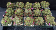 Load image into Gallery viewer, Rebutia perplexa *Big Clumps!*