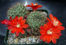 Load image into Gallery viewer, Rebutia vulpina *Big Clumps!*