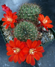 Load image into Gallery viewer, Rebutia vulpina *Big Clumps!*