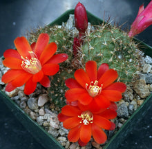 Load image into Gallery viewer, Rebutia vulpina *Big Clumps!*
