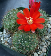 Load image into Gallery viewer, Rebutia vulpina *Big Clumps!*