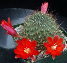 Load image into Gallery viewer, Rebutia vulpina *Big Clumps!*