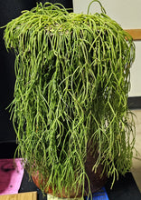 Load image into Gallery viewer, Rhipsalis capilliformis *Big Plants*