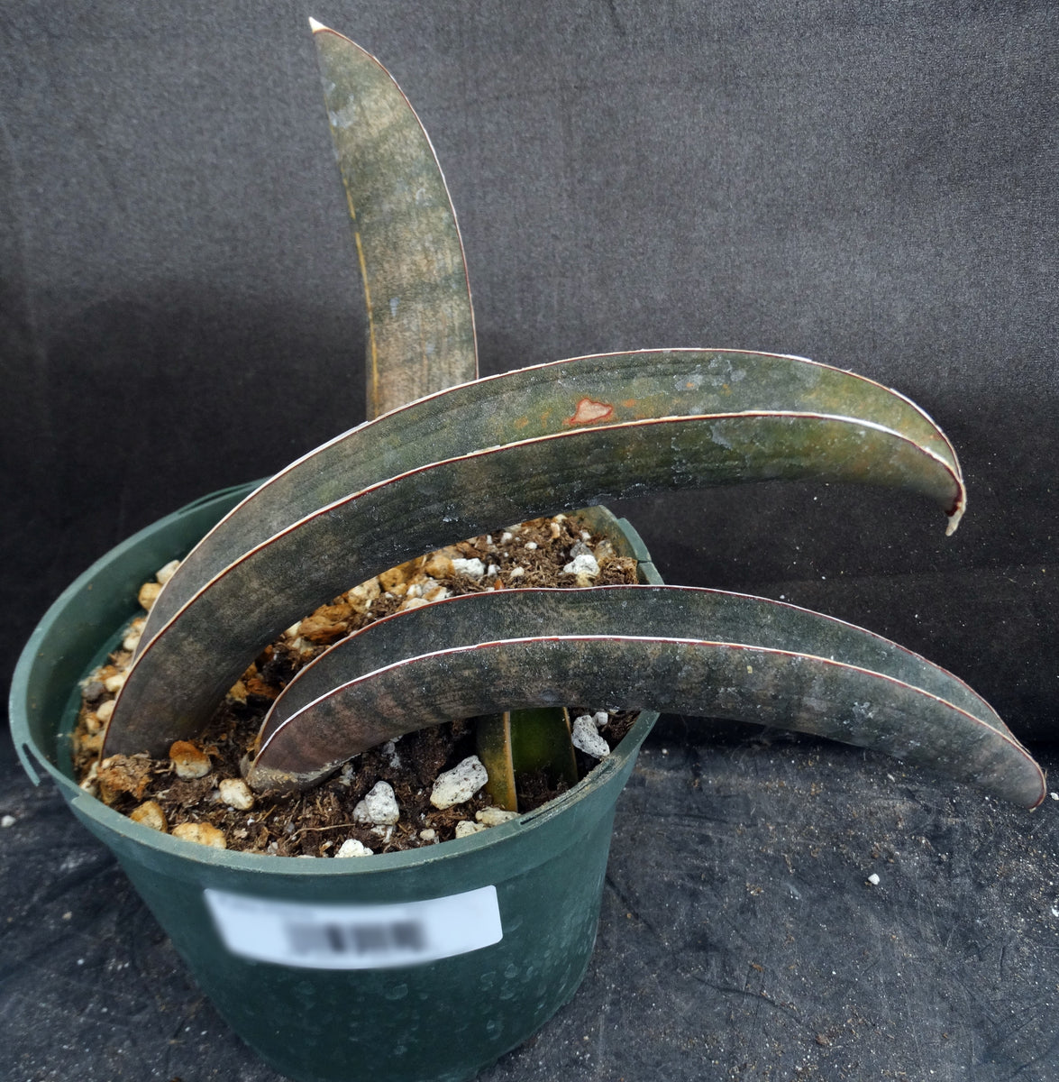 Sansevieria halii 'Pink Baseball Bat' *Three Growing Points*