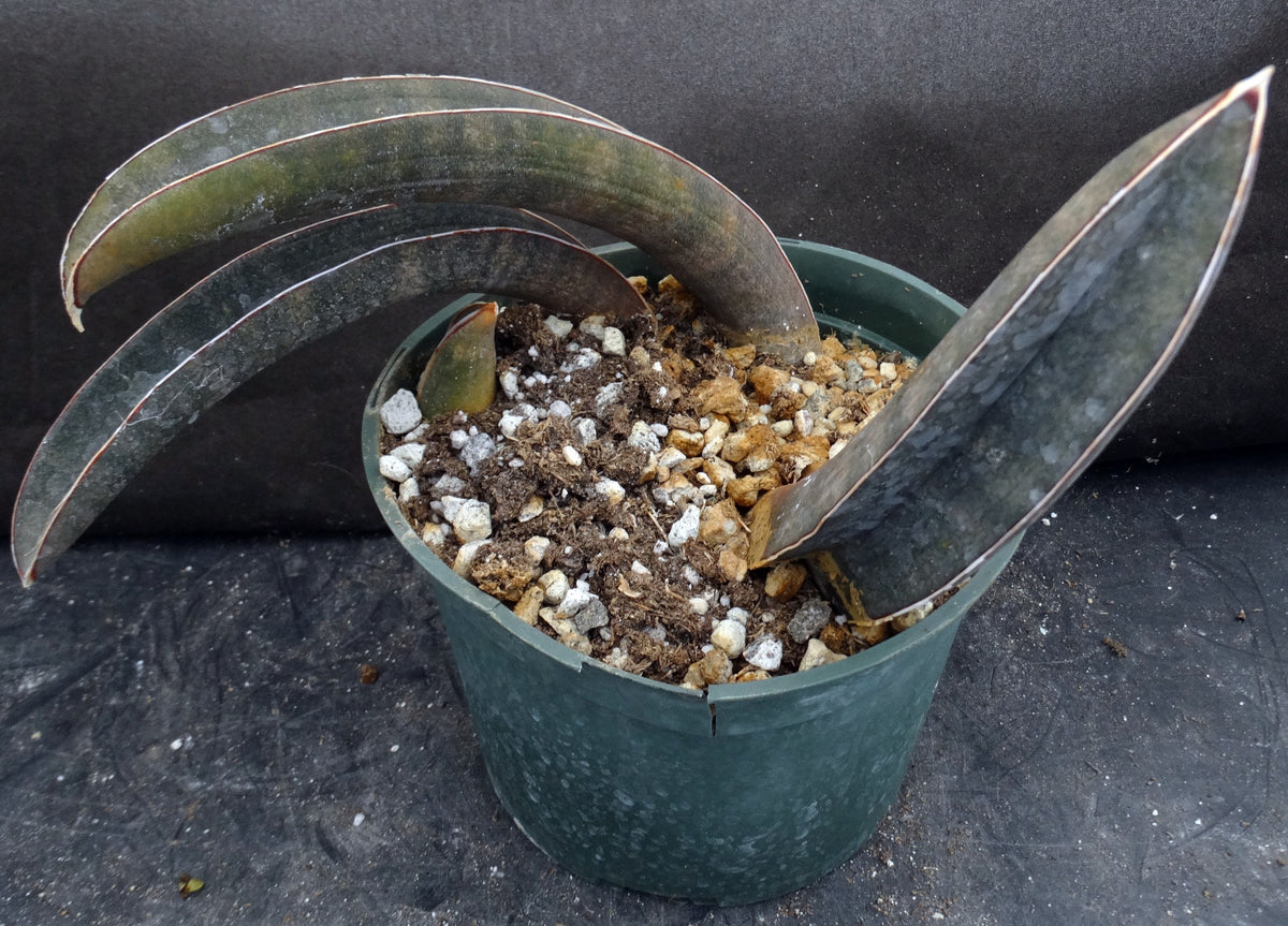 snake plant with pink leaves Sansevieria halii 'Pink Baseball Bat' *Three Growing Points* – Kyle's Plants