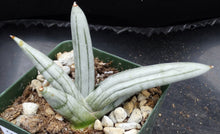 Load image into Gallery viewer, Sansevieria "Boncel" Silver form (Dracena)