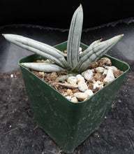 Load image into Gallery viewer, Sansevieria "Boncel" Silver form (Dracena)
