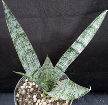 Load image into Gallery viewer, Sansevieria x 'Cleo' *Beautiful Stripes!* (Dracaena)