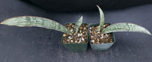 Load image into Gallery viewer, Sansevieria kirkii 'Cleopatra' (Dracaena) *Striped leaves*