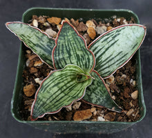 Load image into Gallery viewer, Sansevieria kirkii 'Cleopatra' (Dracaena) *Striped leaves*