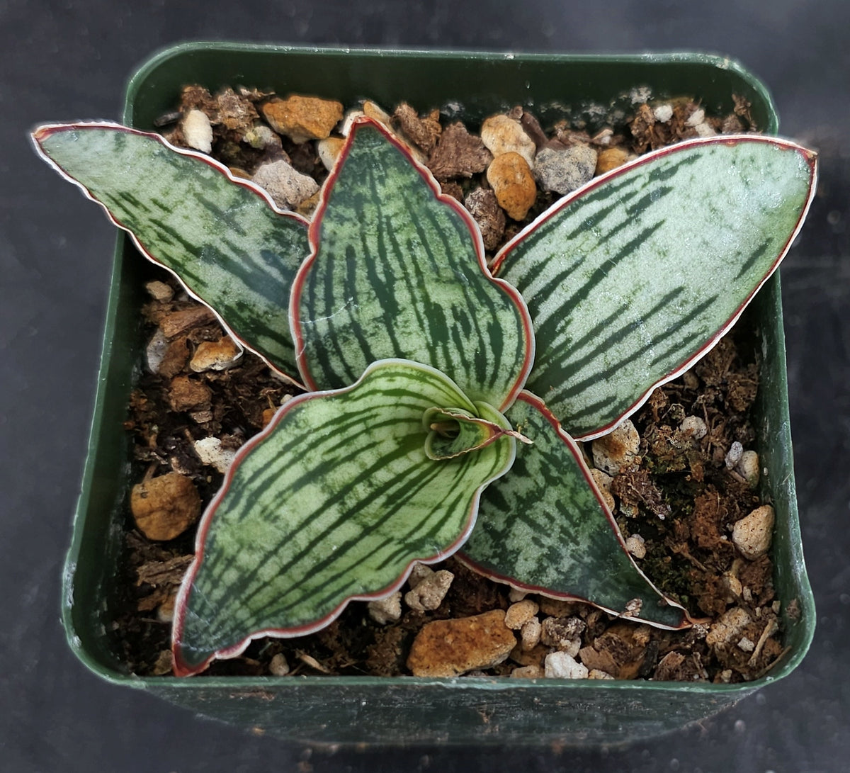 snake plant cleopatra Sansevieria kirkii 'Cleopatra' (Dracaena) *Striped leaves* – Kyle's Plants