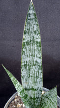 Load image into Gallery viewer, Sansevieria x 'Cleo' *Beautiful Stripes!* (Dracaena)