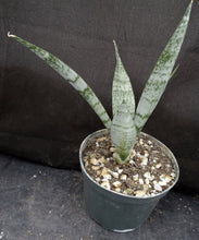 Load image into Gallery viewer, Sansevieria x 'Cleo' *Beautiful Stripes!* (Dracaena)