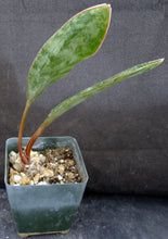 Load image into Gallery viewer, Sansevieria concinna