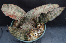 Load image into Gallery viewer, Sansevieria kirkii 'Coppertone' (Dracaena) *5 Growing Points*