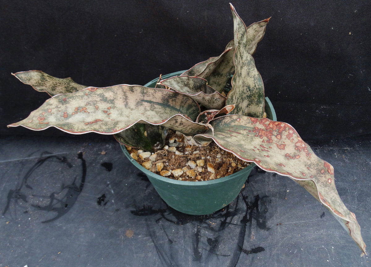 sansevieria kirkii coppertone Sansevieria kirkii 'Coppertone' (Dracaena) *5 Growing Points* – Kyle's Plants