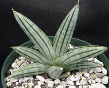 Load image into Gallery viewer, Sansevieria x 'Fat Man' *Beautiful Stripes!* (Dracaena)