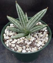 Load image into Gallery viewer, Sansevieria x 'Fat Man' *Beautiful Stripes!* (Dracaena)