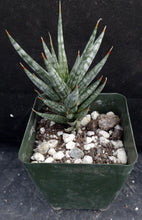 Load image into Gallery viewer, Sansevieria fischeri (Dracaena)