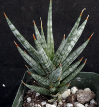 Load image into Gallery viewer, Sansevieria fischeri (Dracaena)