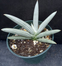 Load image into Gallery viewer, Sansevieria x 'Ice Man' *Beautiful Stripes!* (Dracaena)